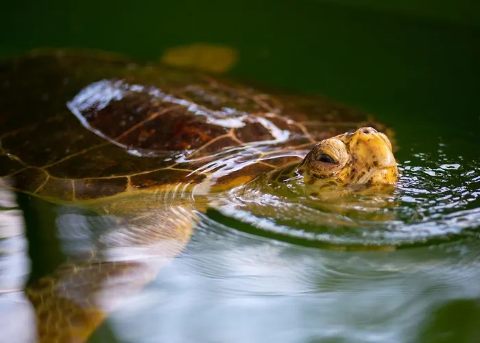 Villa Rosetta Oludeniz